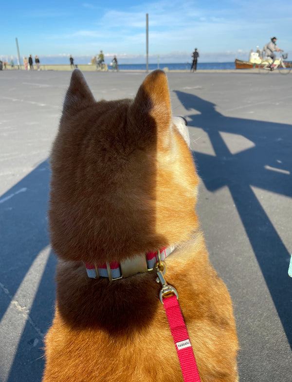 Collier chien rouge bleu