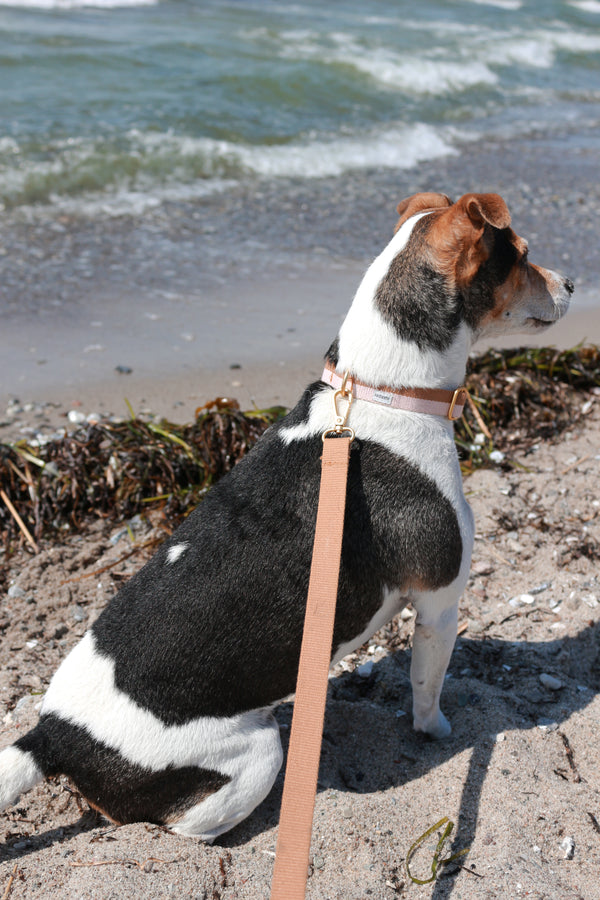 Collier chien poudre brun clair