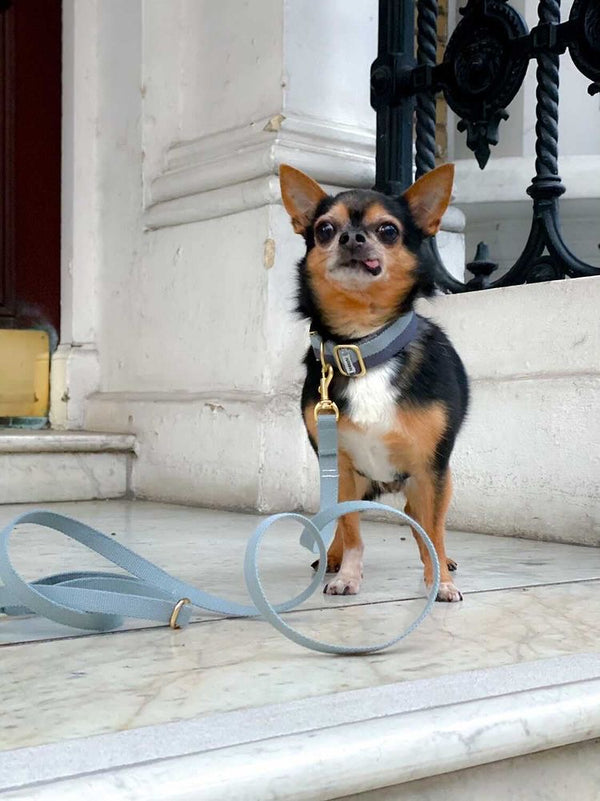 Laisse pour chien bleu