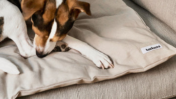 dog on duvet in couch