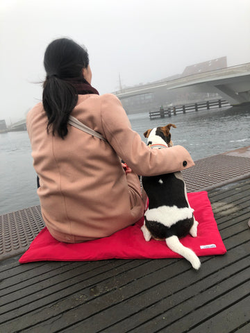 Why Does Your Dog Follow You Everywhere?