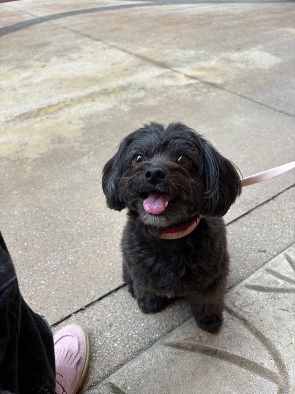 Ensemble collier et laisse rouge poudre - Vente Archive