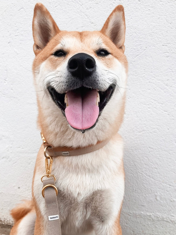 Collier chien sable brun clair