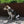Laisse Luna pour chien Vert Sable