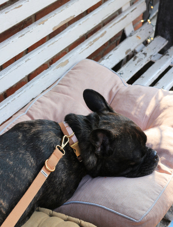 Laisse pour chien brun clair