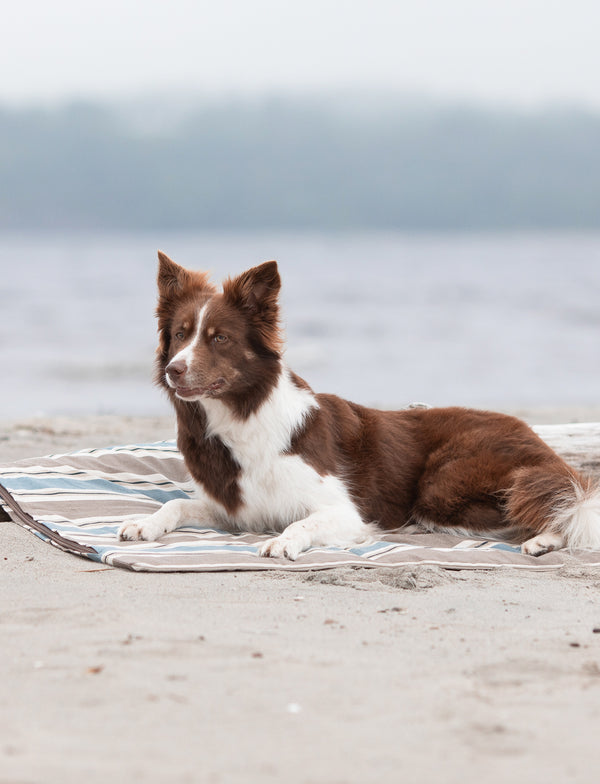 Couette pour Chien Rayé classique