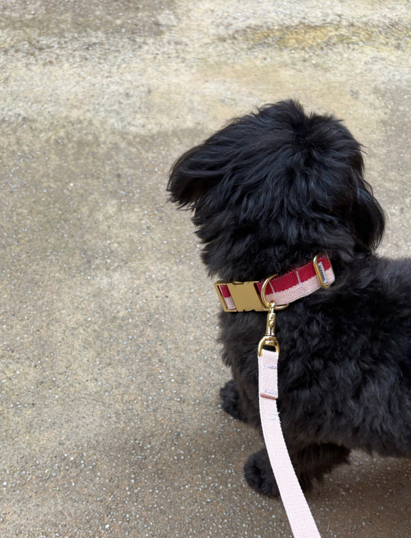 Ensemble collier et laisse rouge poudre - Vente Archive