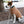 Charger l&#39;image dans la galerie, Wool dogsweater Unisex Beige
