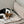Charger l&#39;image dans la galerie, timeless dog blanket with a Danish Swedish farmdog resting on it
